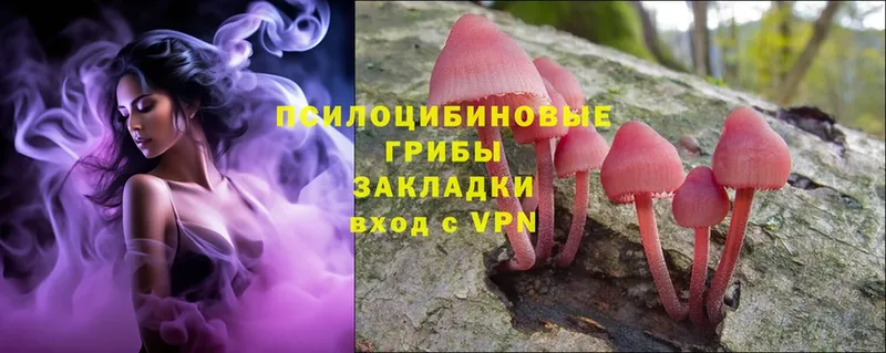 Псилоцибиновые грибы Psilocybe  Дорогобуж 